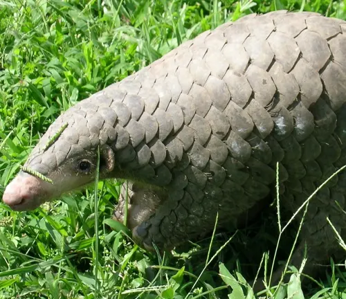 An Indian Pangolin, covered in scales, strolls through the grass, displaying its distinctive appearance.