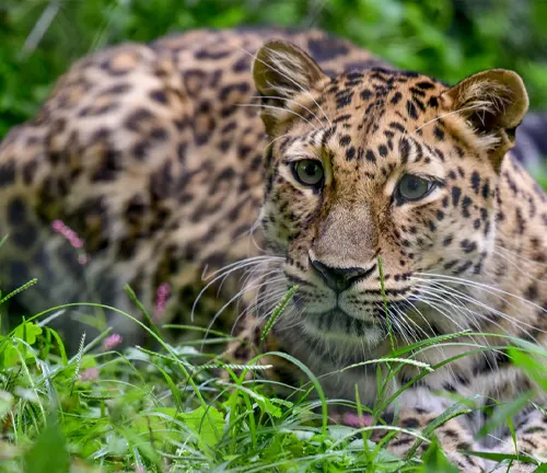 "Anatolian Leopard" - A stealthy big cat with spotted fur, blending into its surroundings.