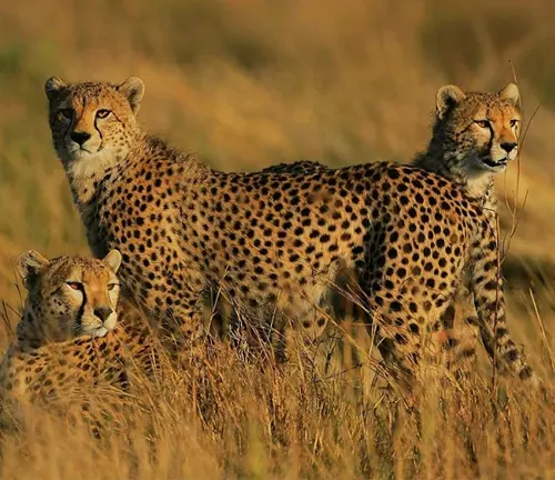 "Southeast African Cheetah running in grassland, showcasing its slender body and distinctive black tear stripes."