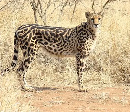 A "King Cheetah" stands in a field.