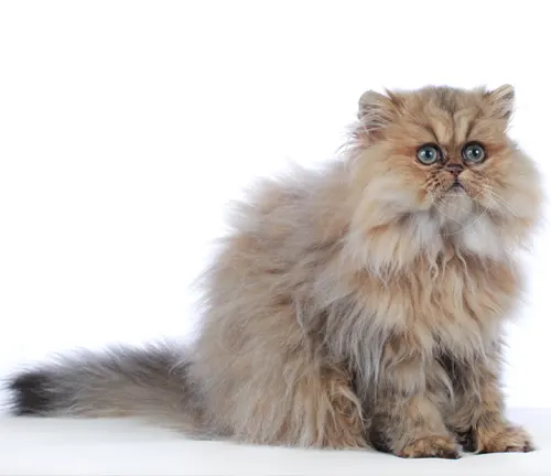 An adorable Persian cat with a fluffy coat sitting on a white surface.