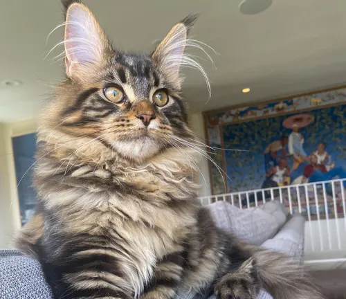 A Maine Coon cat perched on a couch.