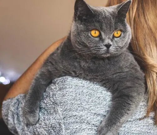 An adorable British Shorthair cat, gray in color with captivating orange eyes, lounges on a bed.