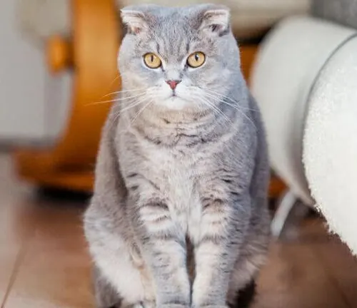  A Scottish Fold cat, with a gray coat, sits on the floor in front of a couch.
