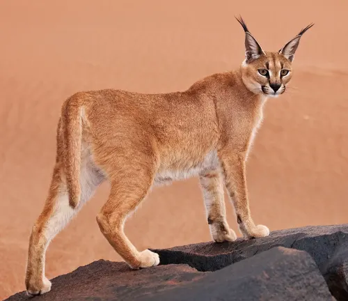 A Caracal standing on a desert rock, showcasing its beautiful fur and coat in the arid landscape.
