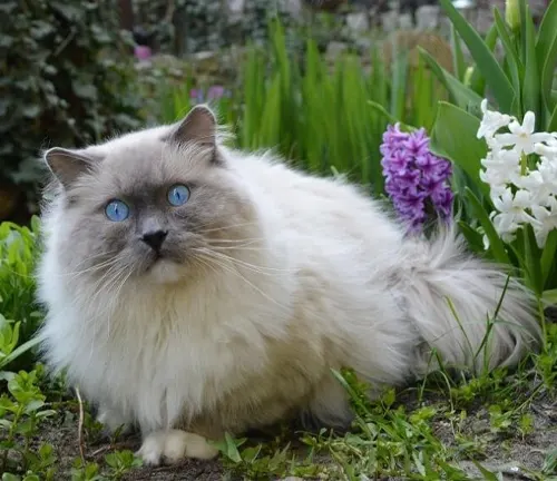 A Ragdoll cat, a large breed known for its docile nature and striking blue eyes.
