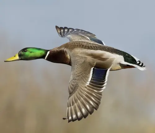A Mallard Duck soaring through the sky with its wings spread wide.