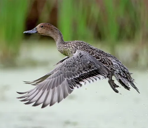 A Northern Pintail duck gracefully soars above a serene pond, surrounded by lush green grass and shimmering water.