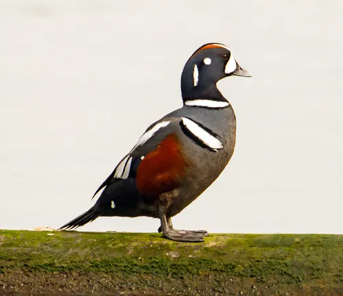 A Harlequin Duck, with a black and white head and a vibrant red and orange beak, showcasing its unique size and shape.