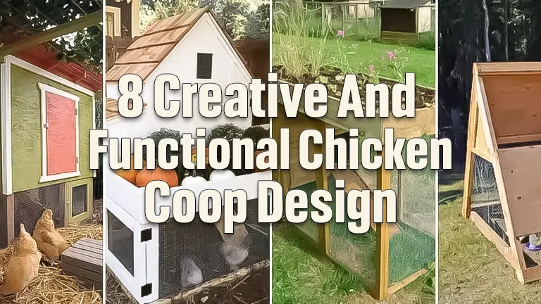 8 Creative and Functional Chicken Coop Designs