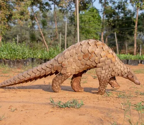 A Chinese Pangolin walking on the ground in the dirt, showcasing its unique body structure.