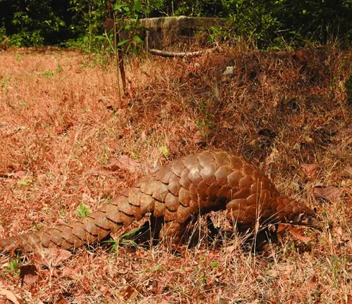 A large Indian Pangolin gracefully strolls through the grass in its natural habitat.