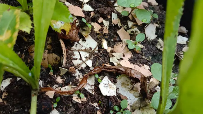 Eggshell pieces scattered around plant stems in soil