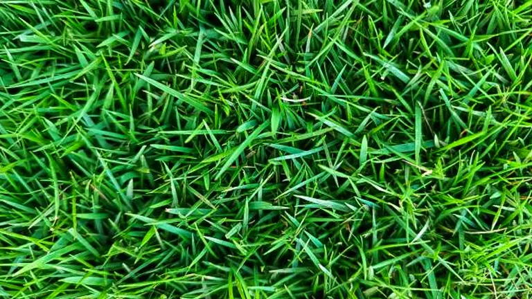 Top-down view of thick Zoysia grass with its characteristic fine blades and dense growth pattern, displaying a deep green color.