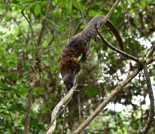A Black-bellied Pangolin climbing a tree branch in its natural habitat.