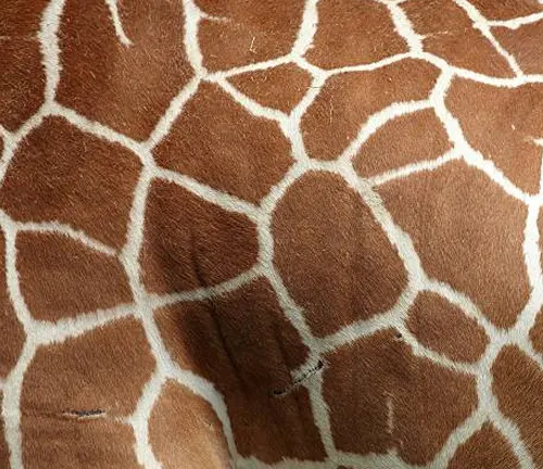 A giraffe with its head up against a blue sky, showcasing its unique "Giraffe" coat pattern.