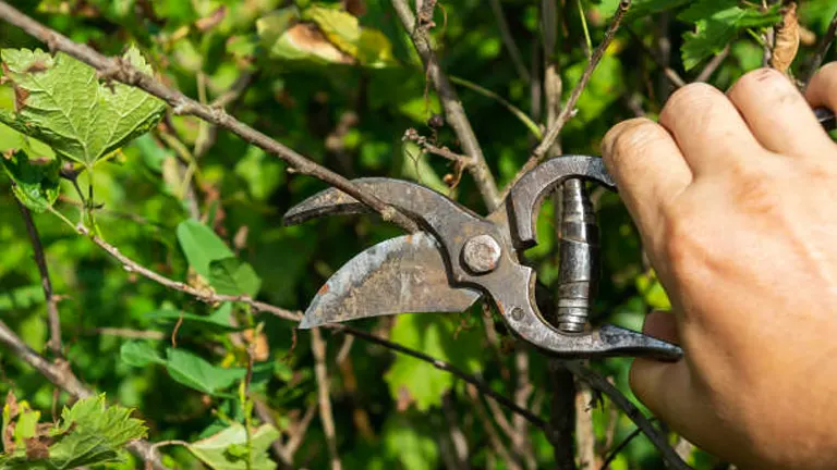A hand holding an open, well-used pair of garden secateurs poised to prune a branch amidst dense green foliage.