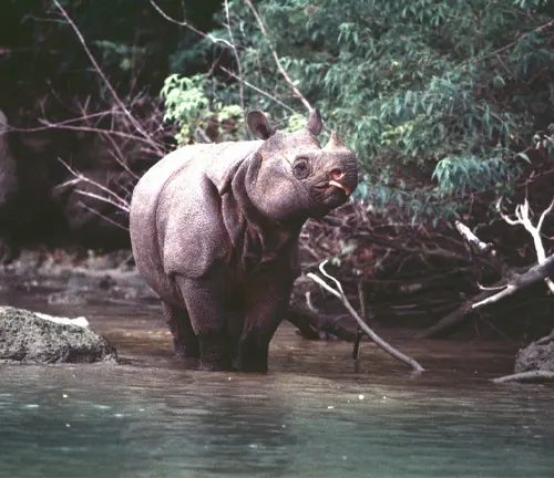 Javan Rhinoceros thriving in lush tropical habitat.