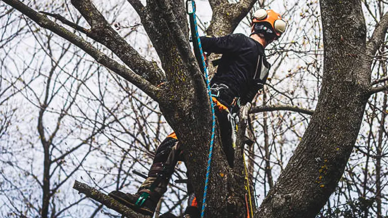 A tree surgeon wearing safety gear and a helmet is secured by ropes while working with a chainsaw to prune a tree.