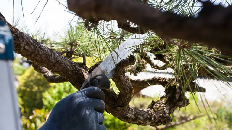 Close-up of a hand wearing a blue glove pruning a pine tree branch with a handheld saw, focused on cutting through the bark.