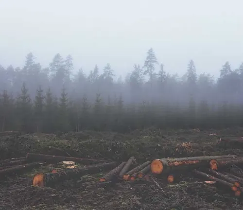 A foggy forest with logs and trees. Habitat threats: "Amur Leopard".