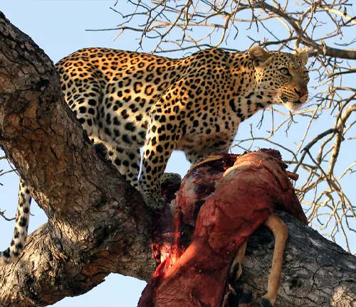 A Somaliland Leopard feasting on a deceased animal in a tree.