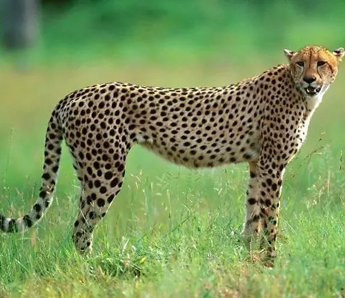 A Southeast African Cheetah standing in the grass, showcasing its limbs and tail.