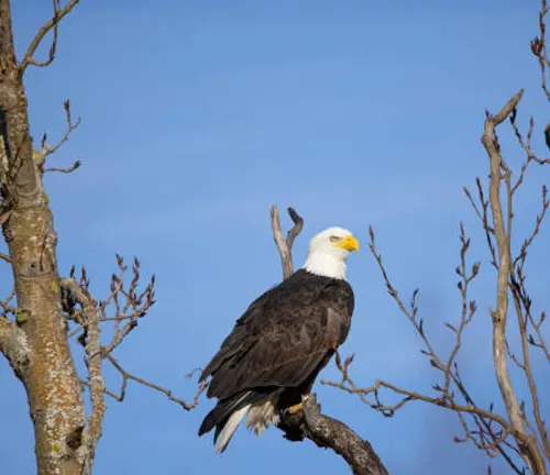 A majestic bald eagle perched on a bare branch against a clear blue sky, with leafless trees in the vicinity.