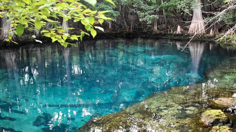 Vibrant turquoise waters of a spring framed by lush foliage and cypress trees with visible underwater rocks and roots in a tranquil forest setting.