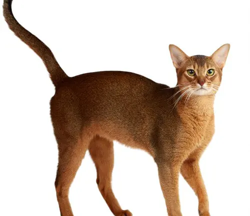 An Abyssinian cat standing on a white background, showcasing its elegant Oriental body structure.