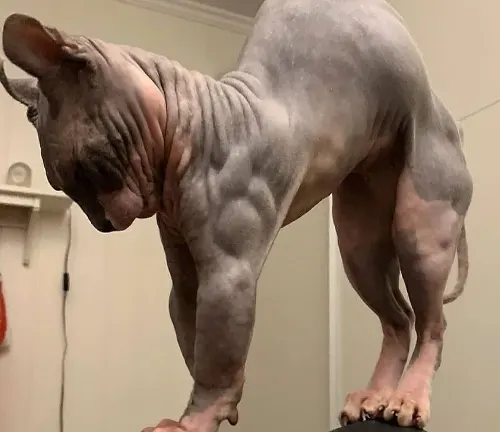 A muscular Sphynx cat confidently stands atop a chair.