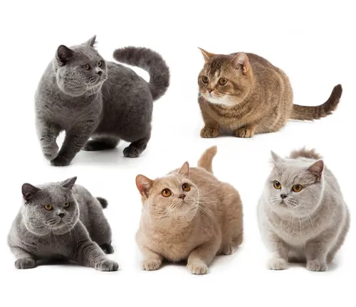 Six British Shorthair cats in various poses, showcasing different coat colors and patterns.