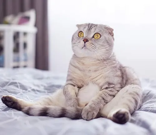 A Scottish Fold cat sitting on a bed, alertly staring with its eyes wide open.
