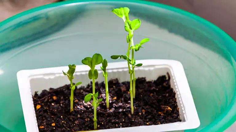Young green seedlings sprouting in a white rectangular container with moist soil, set inside a larger green bowl.