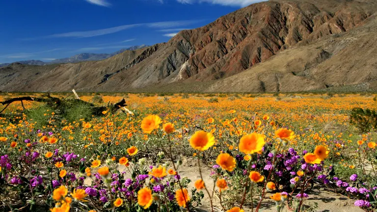 A field of vivid orange and purple wildflowers flourishing at the base of a stark, iron-rich mountain range under a sky with wispy clouds.