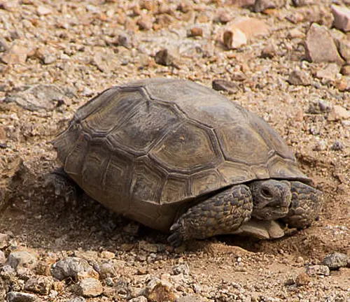 A solitary desert tortoise on dry, rocky ground, looking towards the camera.
