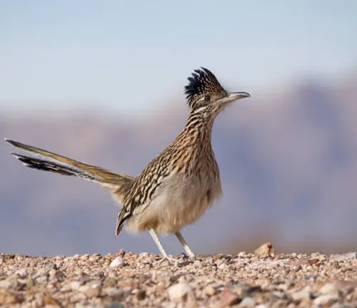 A roadrunner bird with distinctive crest and tail feathers standing on a gravel surface with a soft-focus desert backdrop.