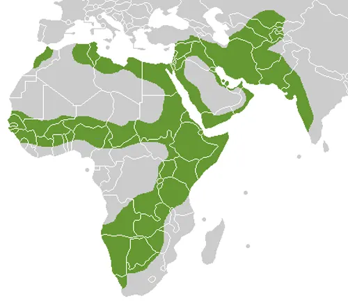 Map showing distribution of green areas in the geographic range of Caracal.