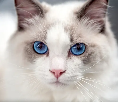 Captivating blue-eyed Ragdoll cat stares into the camera, its white fur contrasting beautifully.