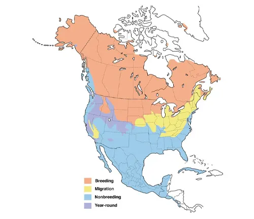 Map of North America showing distribution of boreal forest, with focus on Northern Pintail's habitat.