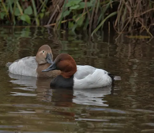  "Canvasback Duck swimming in a calm lake, displaying its distinctive red head and white body."