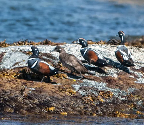 Four Harlequin Ducks standing on a rock in the water, showcasing their vibrant plumage and unique habitat.