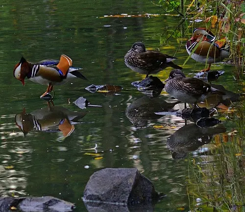Beautiful Mandarin ducks in their natural habitat.