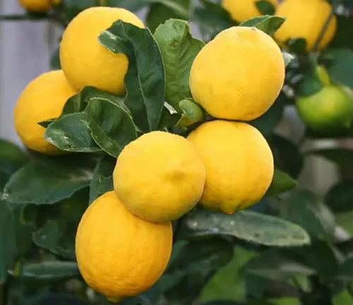Generic Meyer Lemon Seeds
