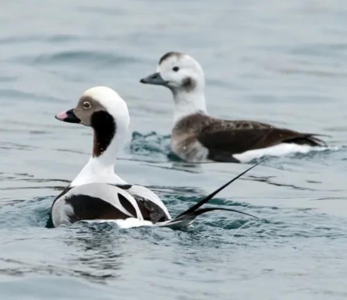 Two Long-tailed Ducks swimming side by side in a breeding ground, gracefully gliding through the water.