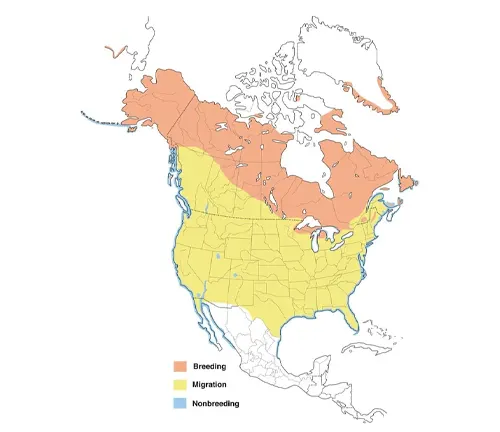 Distribution map of American beaver in USA & Canada with Common Merganser Duck.