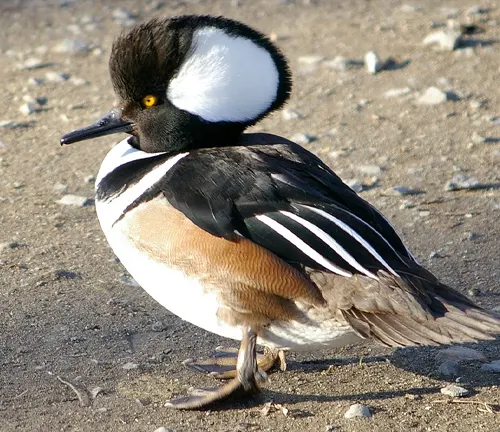 "Hooded Merganser Duck with striking black and white plumage, a distinctive crest, and bright yellow eyes."