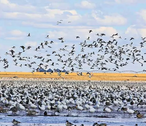 Preferred habitat of the Snow Goose: snowy tundra, marshes, and wetlands.
