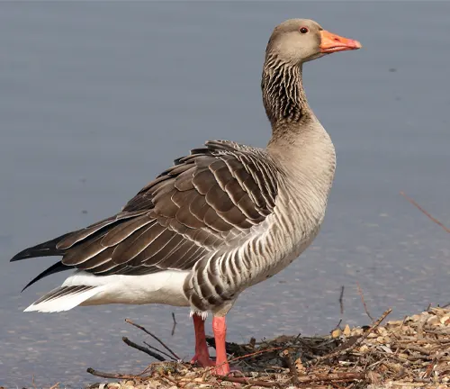 A Greylag Goose standing near a pond, with grey feathers and an orange beak.