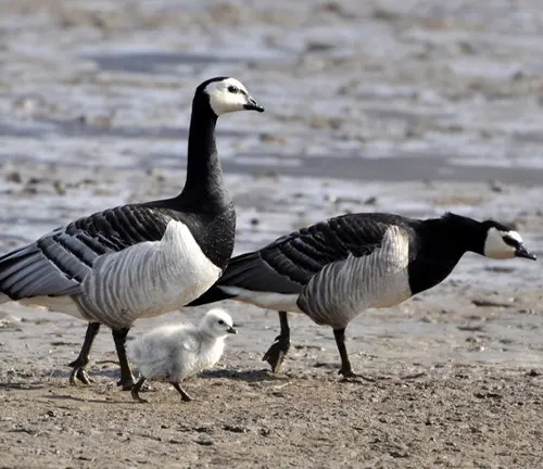 A Barnacle Goose and her gosling stroll on a sandy beach at their breeding grounds.
